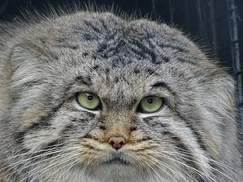 リガ動物園のビョルンの写真