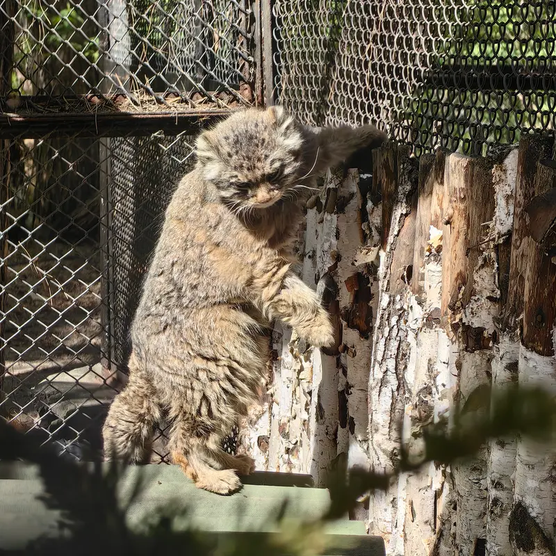 ノヴォシビルスク動物園のゼレノゴルスクの写真