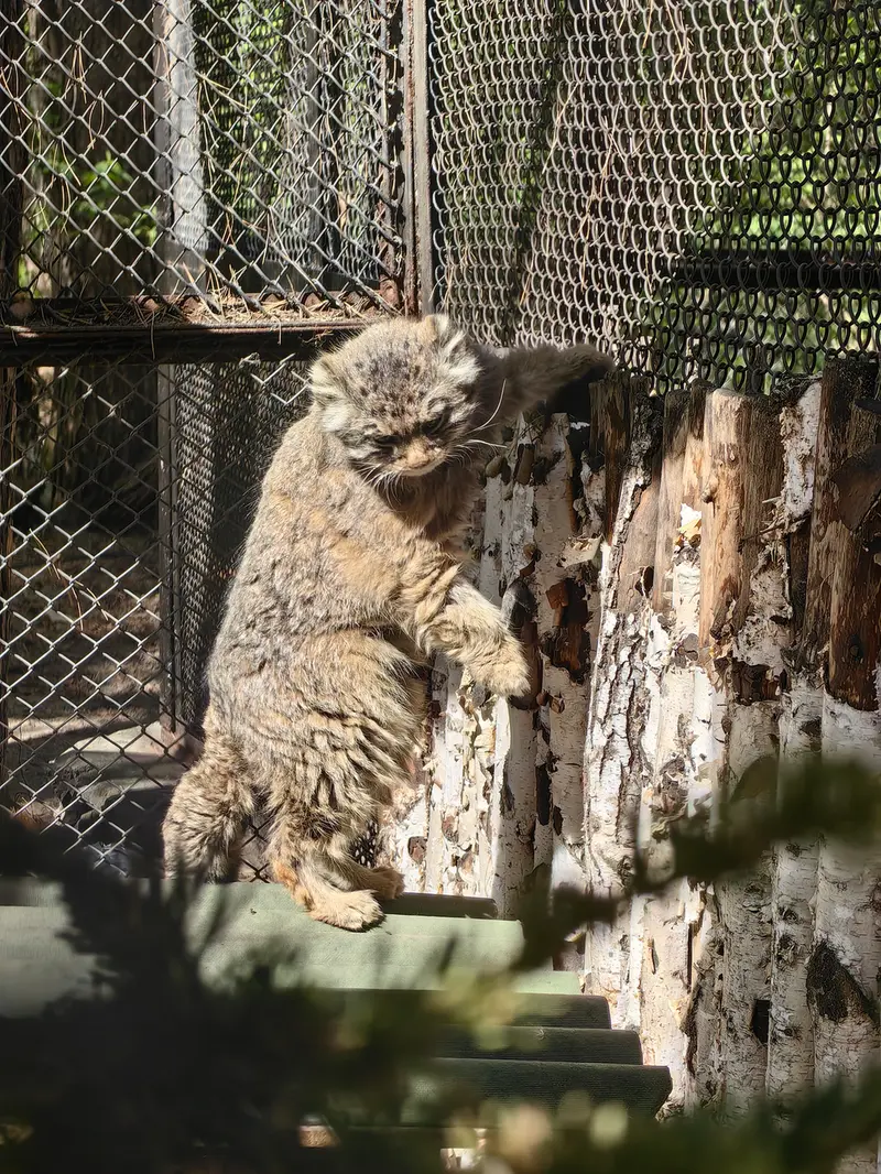ノヴォシビルスク動物園のゼレノゴルスクの写真