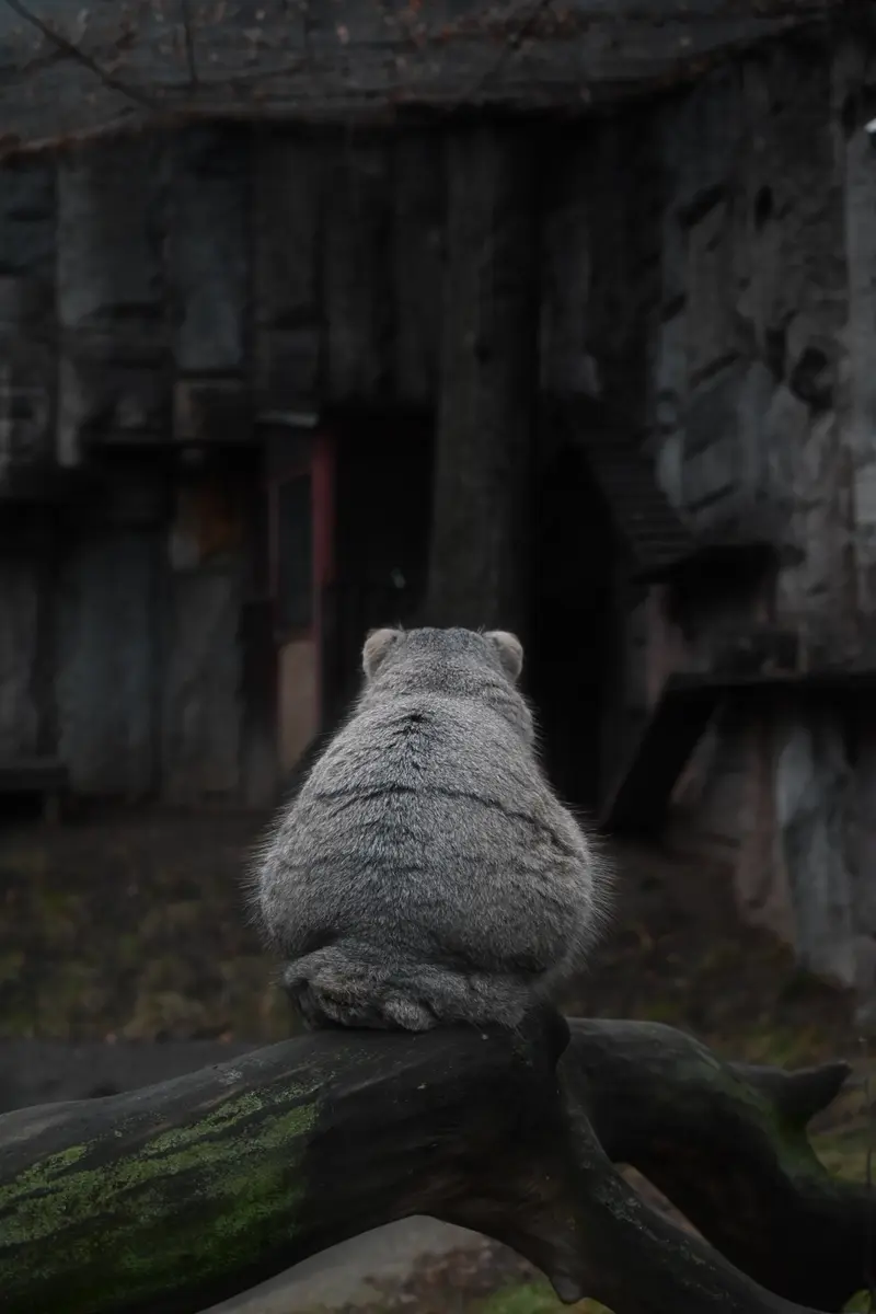 モスクワ動物園のティモフェイの写真