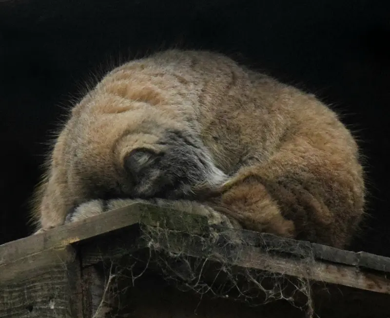 ブダペスト動物園・植物園のボフスの写真