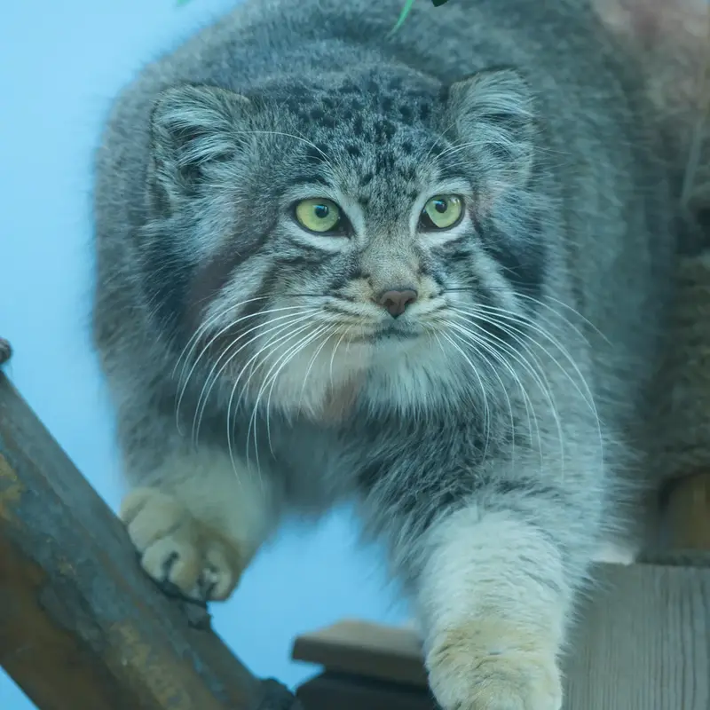 青海チベット高原野生動物園のスン・サンランの写真