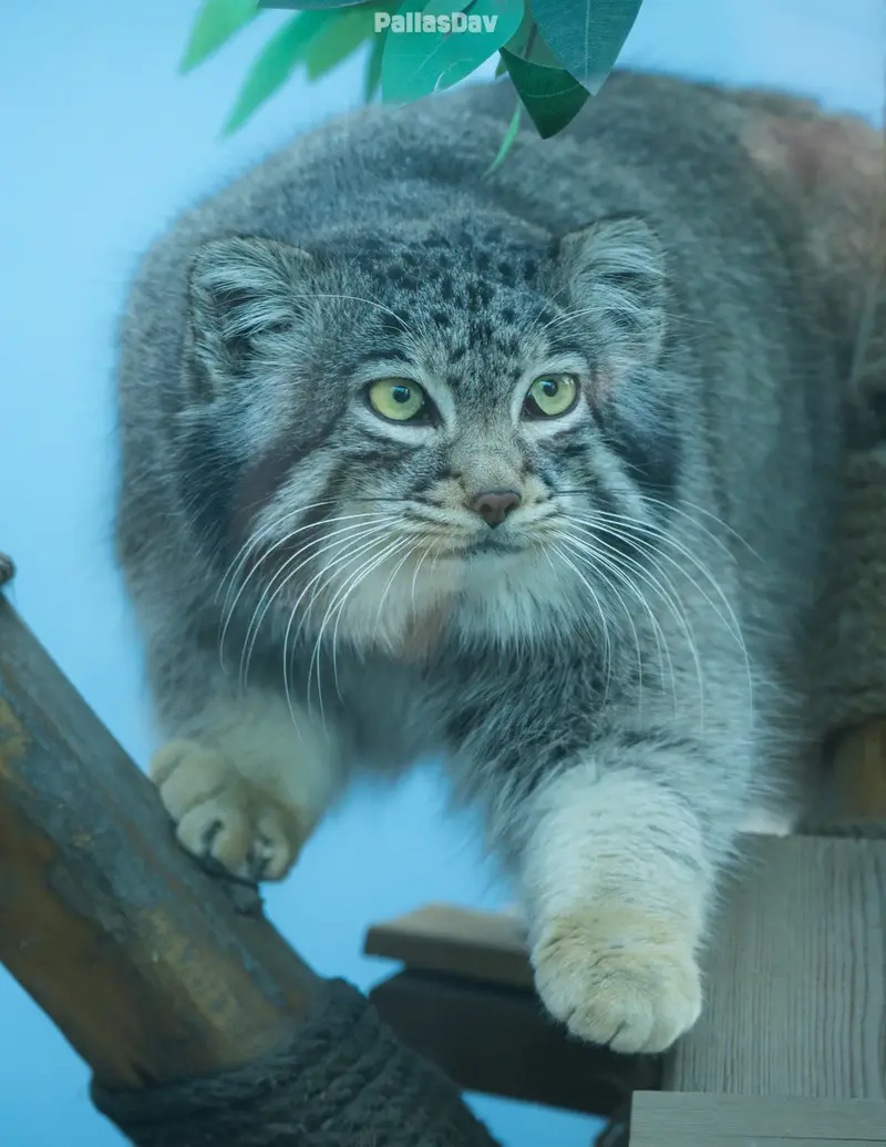 青海チベット高原野生動物園のスン・サンランの写真