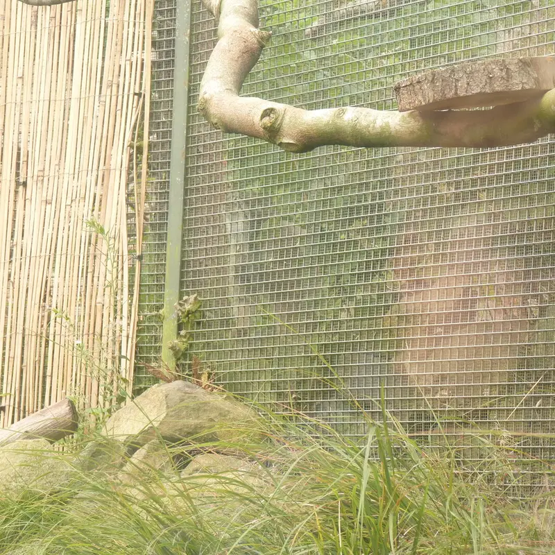 エディンバラ動物園のダッチェスの写真