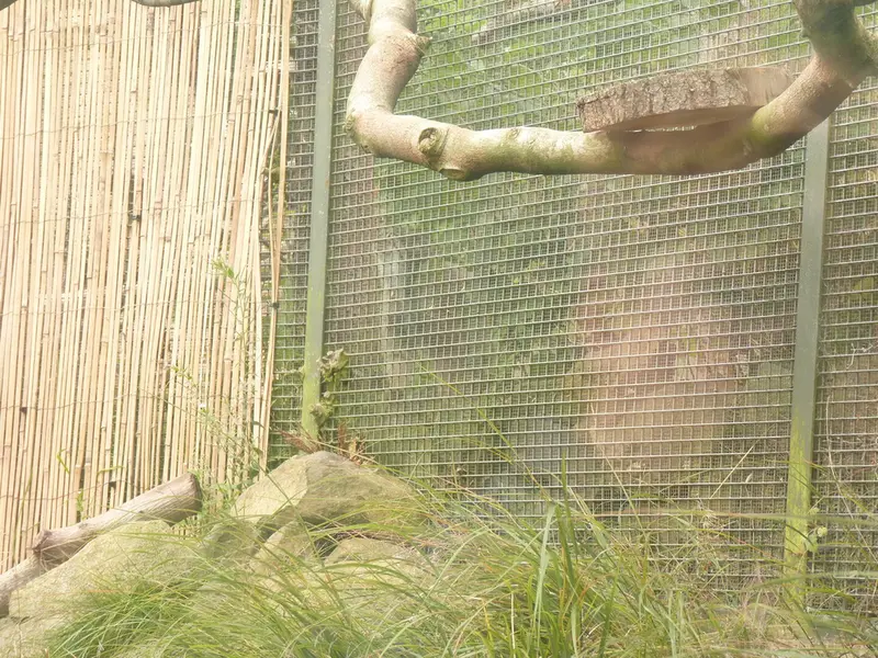 エディンバラ動物園のダッチェスの写真