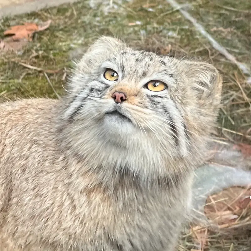 ビンガムトン動物園（ロス・パーク）のマカリの写真
