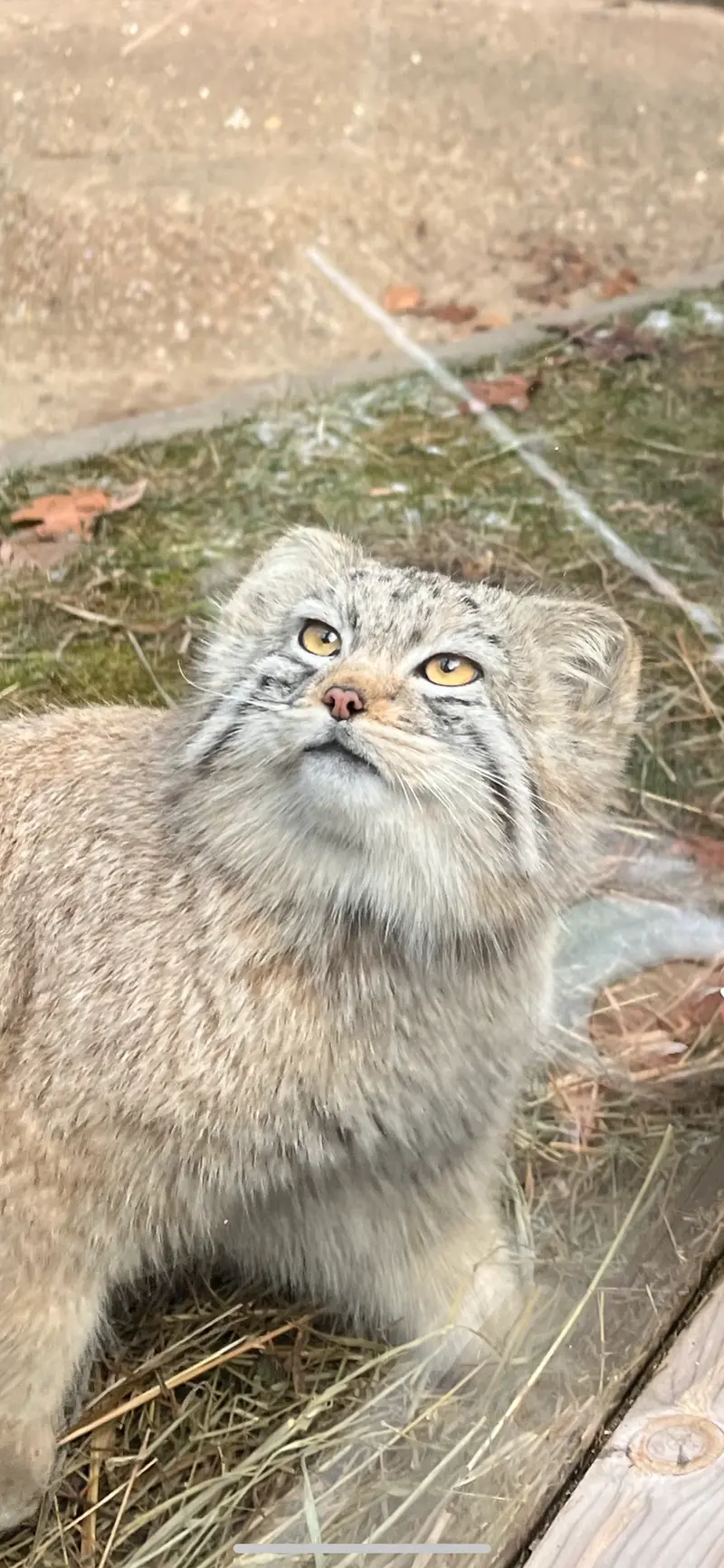 ビンガムトン動物園（ロス・パーク）のマカリの写真