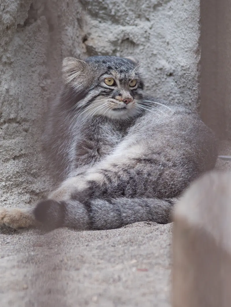 野毛山動物園のフィーガの写真