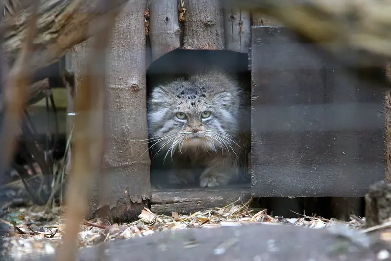 ワルシャワ動物園のジェシーの写真