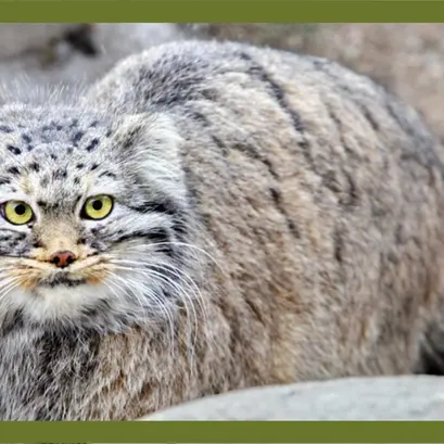 カラコル動物園のクニャージュナ・カラコリスカヤの写真