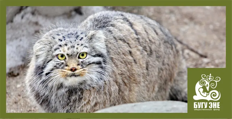 カラコル動物園のクニャージュナ・カラコリスカヤの写真