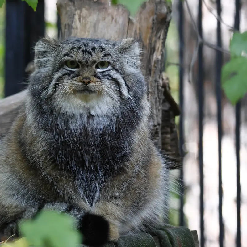 ノヴォシビルスク動物園のアーニャの写真