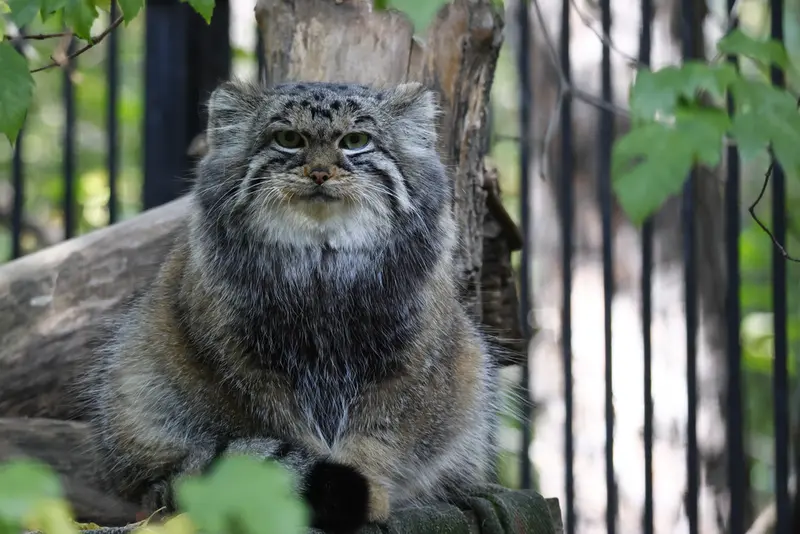 ノヴォシビルスク動物園のアーニャの写真