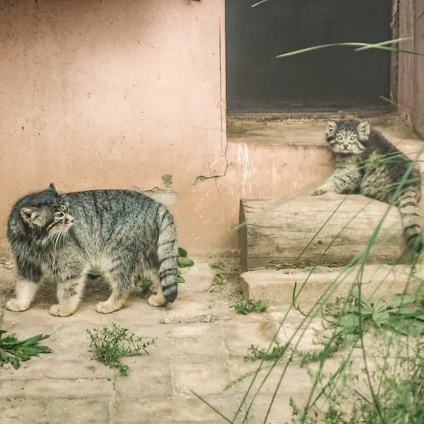 青海チベット高原野生動物園のスン・シャオメイの写真