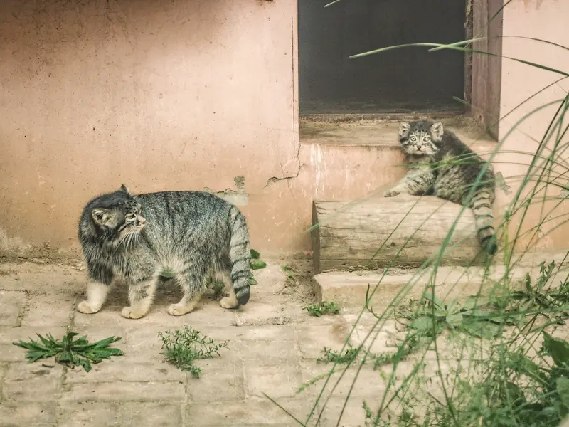 青海チベット高原野生動物園のスン・シャオメイの写真