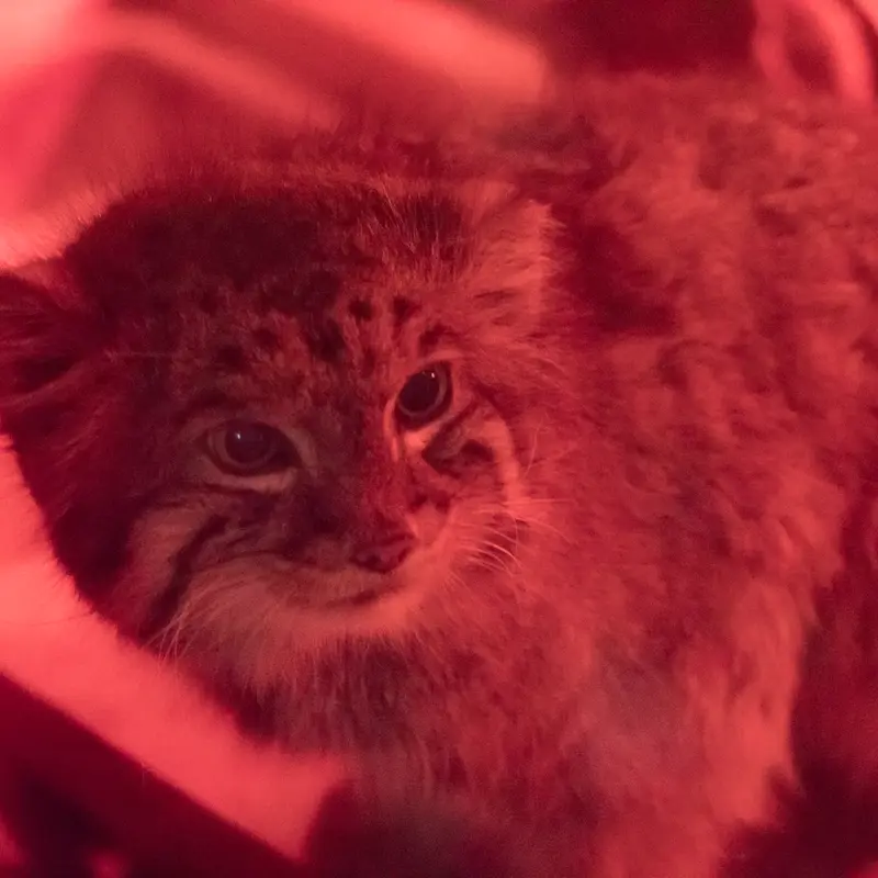 恩賜上野動物園のナイマの写真