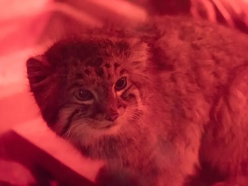 恩賜上野動物園のナイマの写真