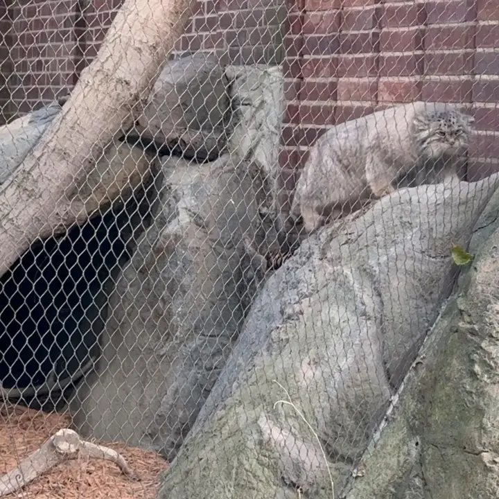 プロスペクト・パーク動物園のサルナイの写真