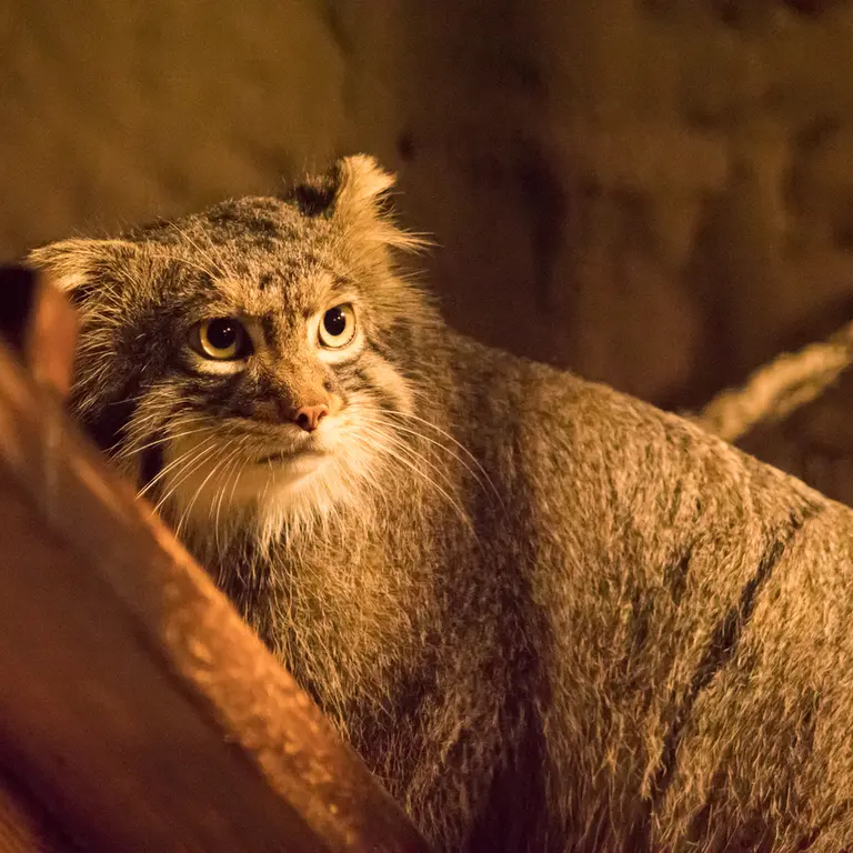 野毛山動物園のフィーガの写真