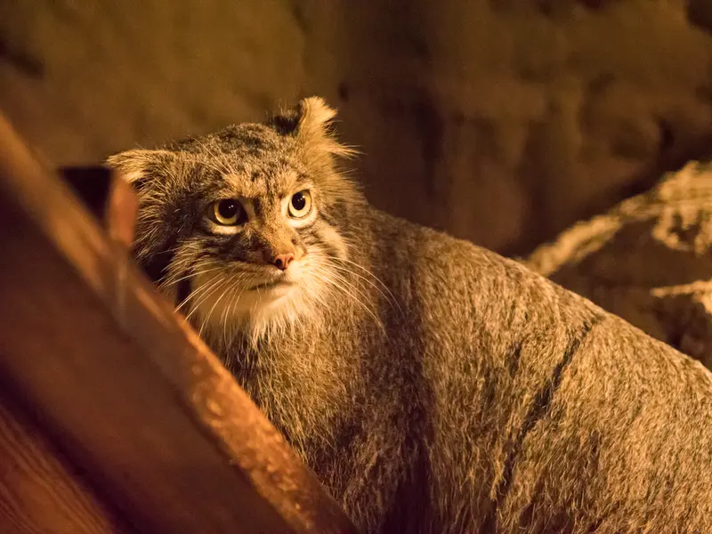 野毛山動物園のフィーガの写真