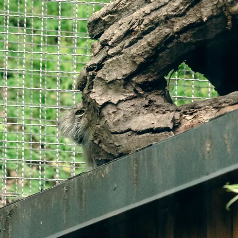 リトアニア動物園のメリッサの写真