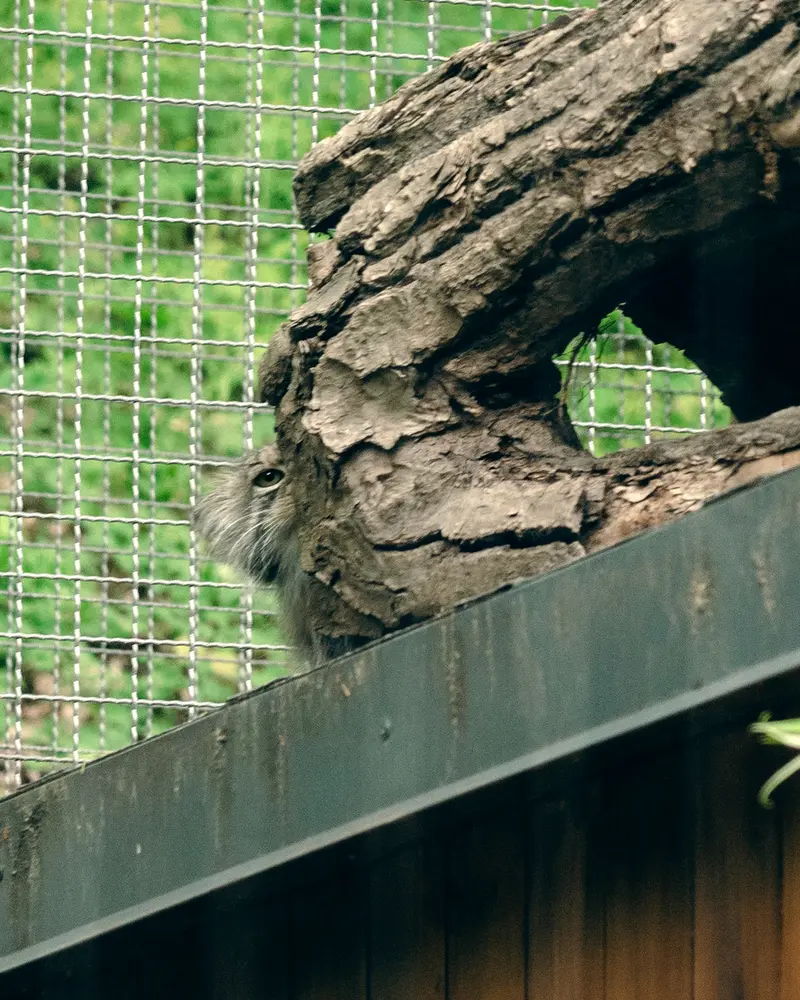 リトアニア動物園のメリッサの写真