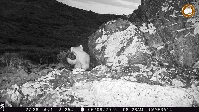 ジランディカメラトラップで撮影したOtocolobus manul manulの写真