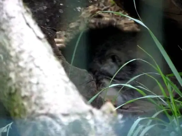 デッサウ動物園のマンニの動画