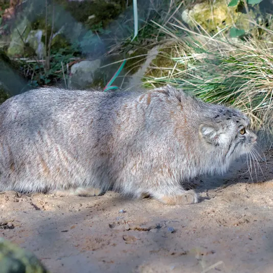ヘラブルン動物園のスタブシの写真