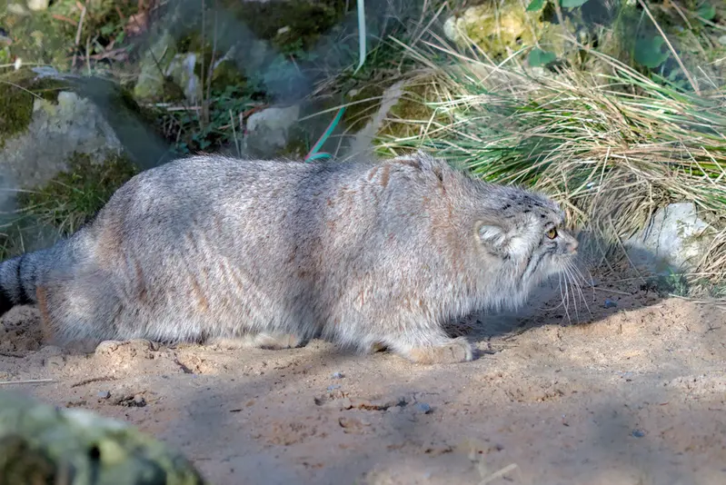 ヘラブルン動物園のスタブシの写真