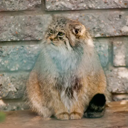 マクデブルク動物園のマヌエラの写真