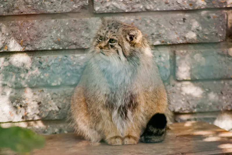マクデブルク動物園のマヌエラの写真