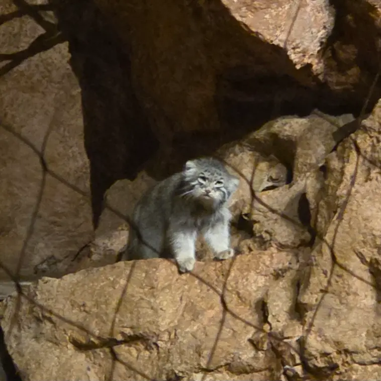 ブルックフィールド動物園シカゴのヨハンの写真