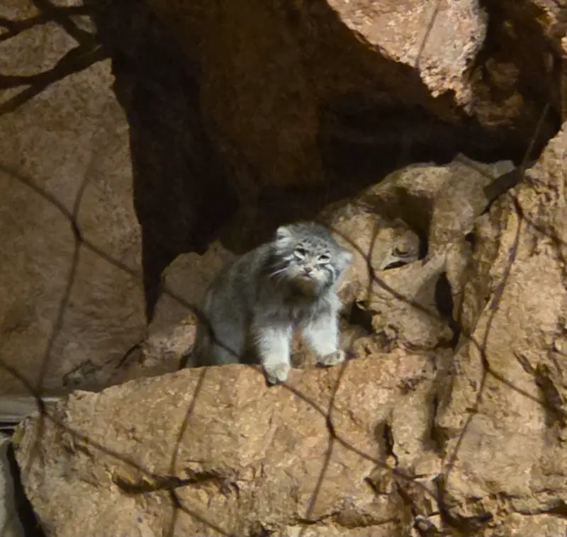 ブルックフィールド動物園シカゴのヨハンの写真