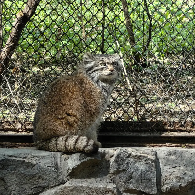 ノヴォシビルスク動物園のラストチカの写真