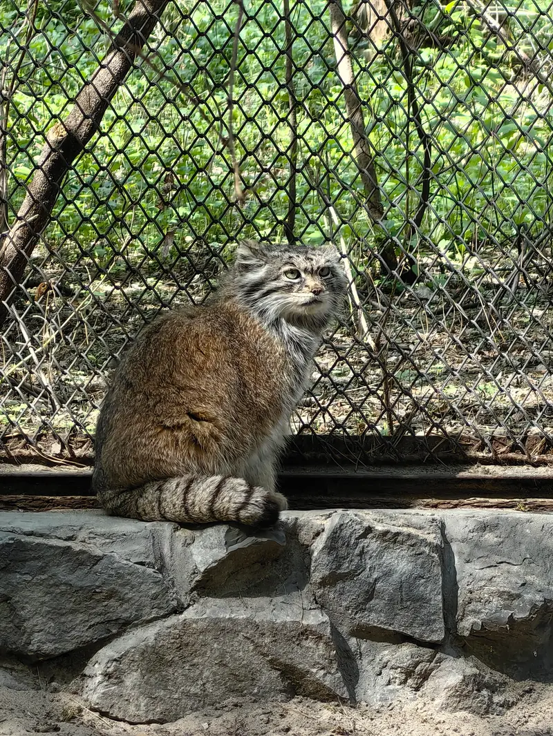 ノヴォシビルスク動物園のラストチカの写真
