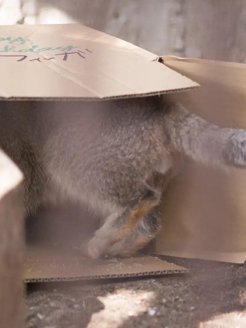 野毛山動物園のフィーガの写真