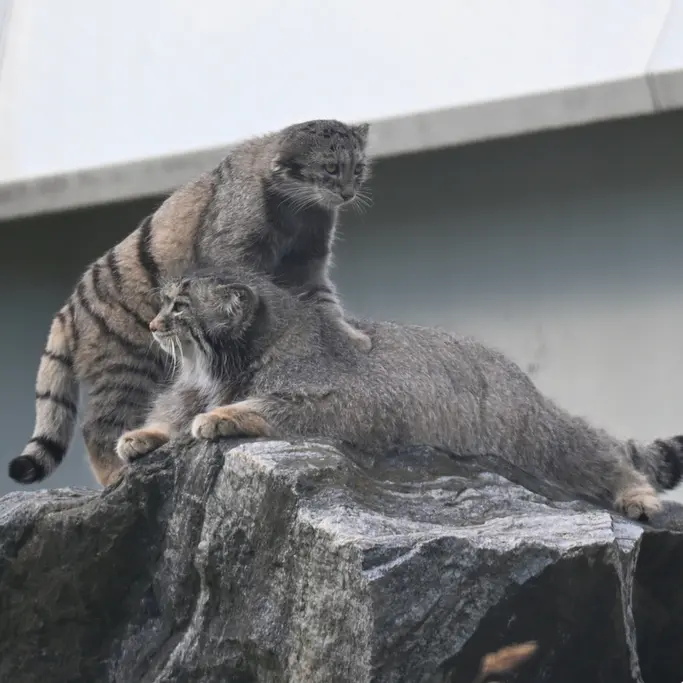 コルケアサーリ動物園のミミとサイミの写真