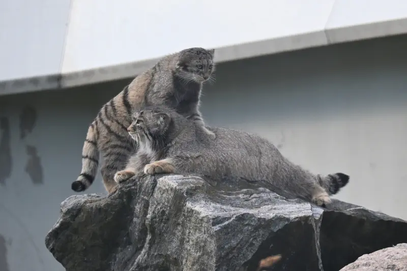 コルケアサーリ動物園のミミとサイミの写真
