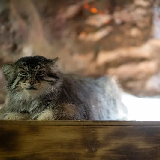 恩賜上野動物園のプリームラの写真