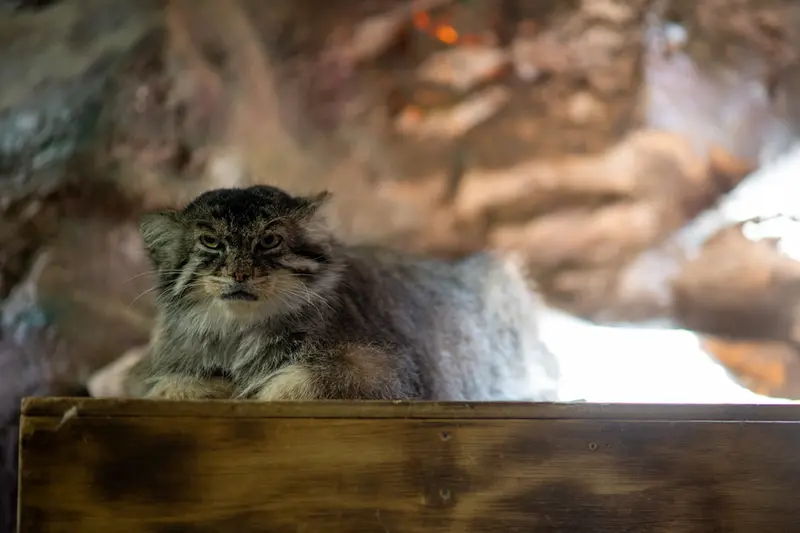 恩賜上野動物園のプリームラの写真