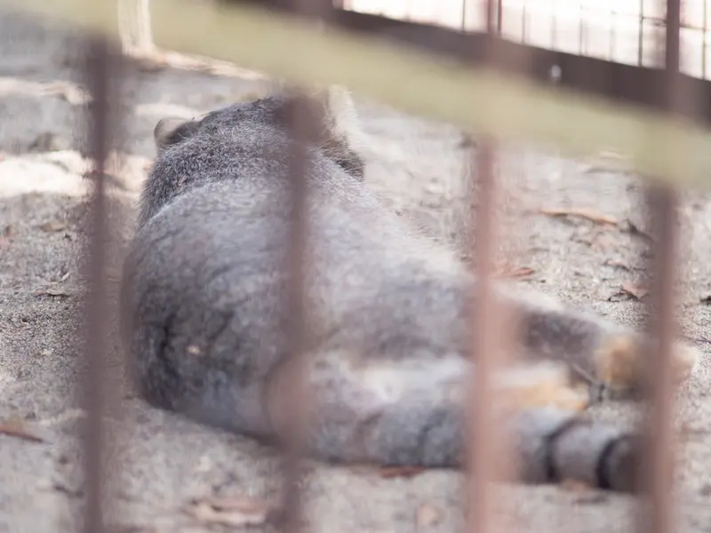 野毛山動物園のフィーガの写真