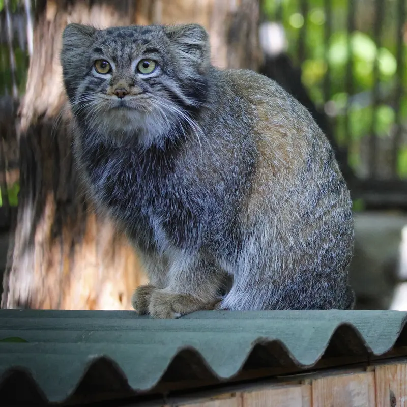 ノヴォシビルスク動物園のカトゥンの写真