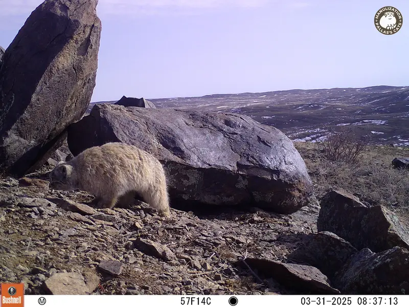 コシュカルカメラトラップで撮影したOtocolobus manul manulの写真