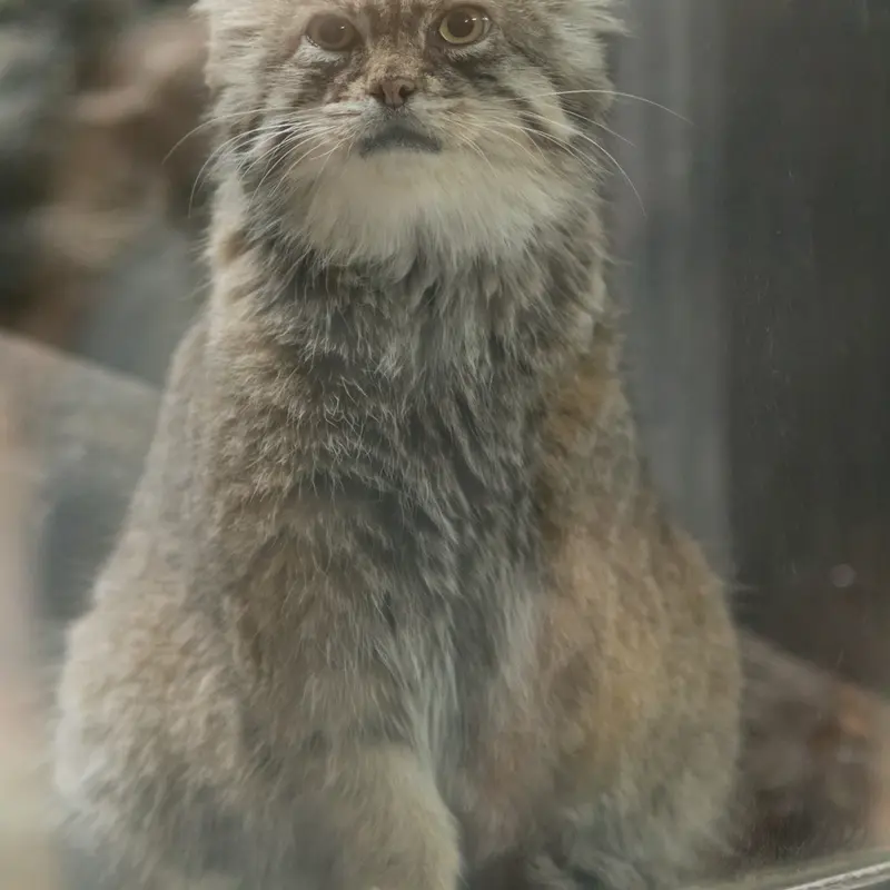 恩賜上野動物園のプリームラの写真