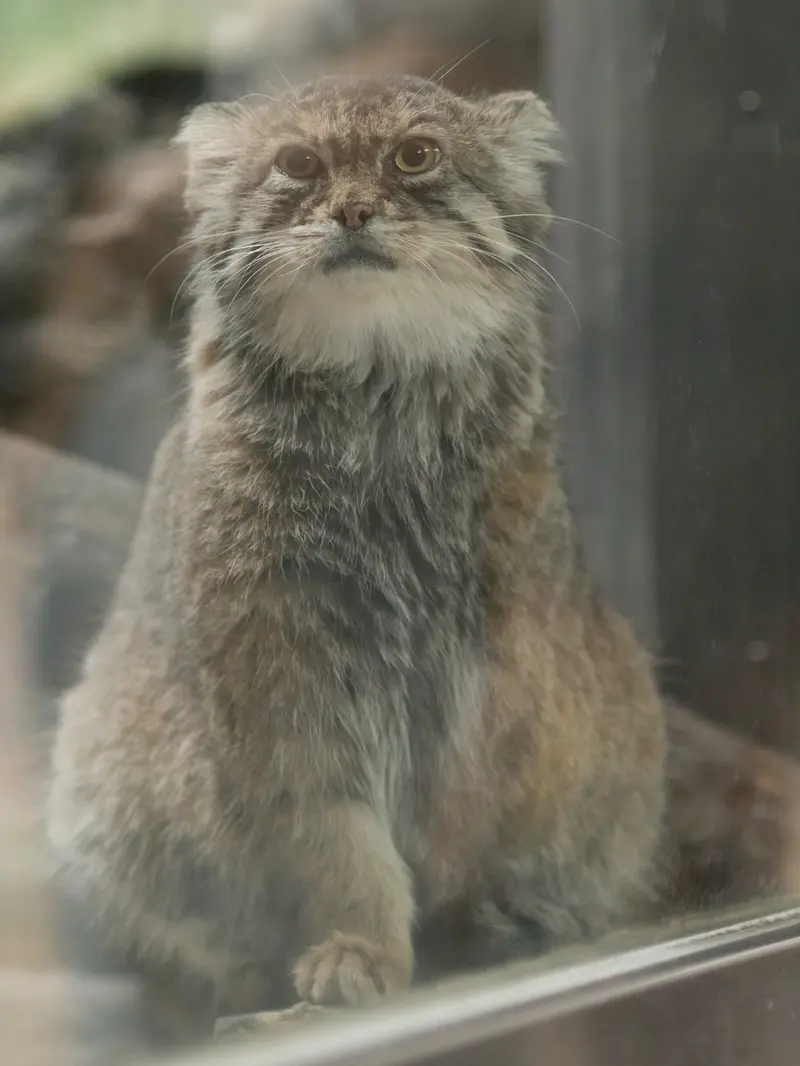 恩賜上野動物園のプリームラの写真