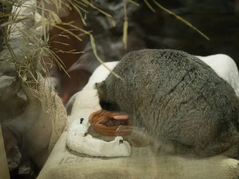 恩賜上野動物園のフィーガの写真