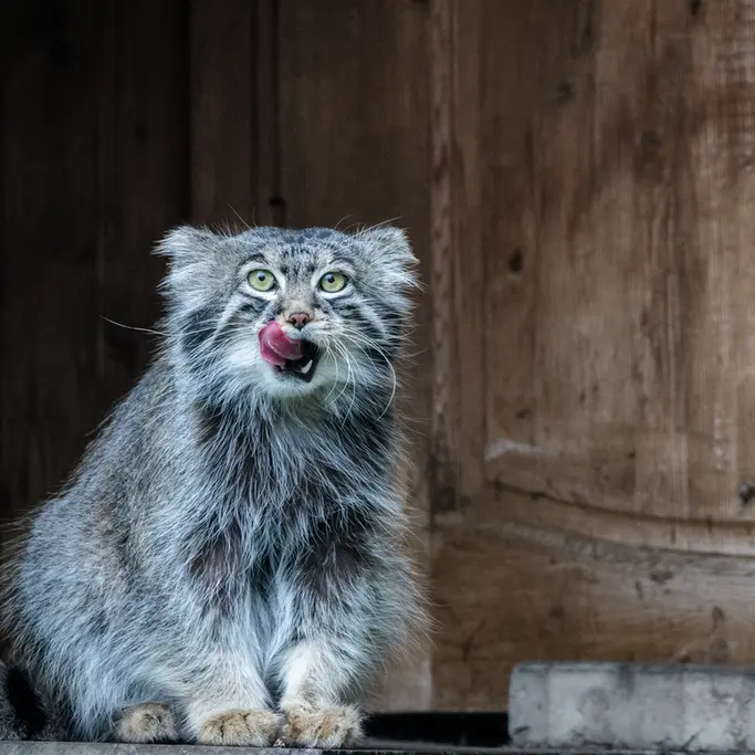 モスクワ動物園のティモフェイの写真