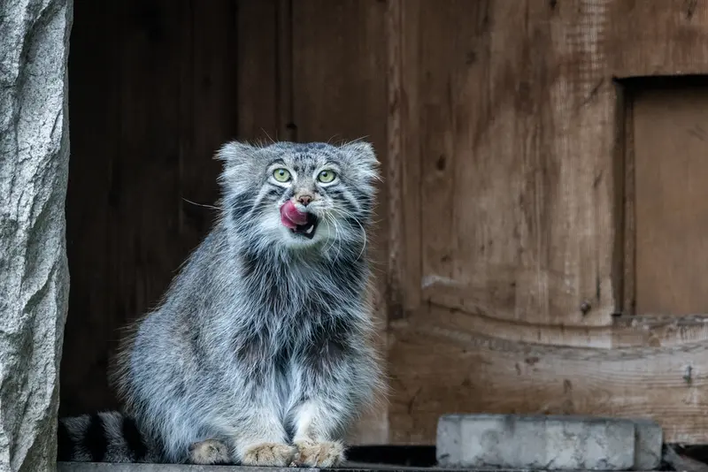 モスクワ動物園のティモフェイの写真