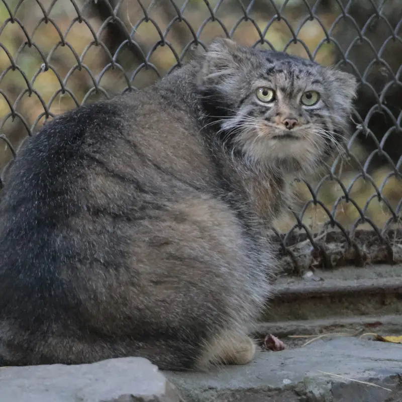 ノヴォシビルスク動物園のアデルの写真
